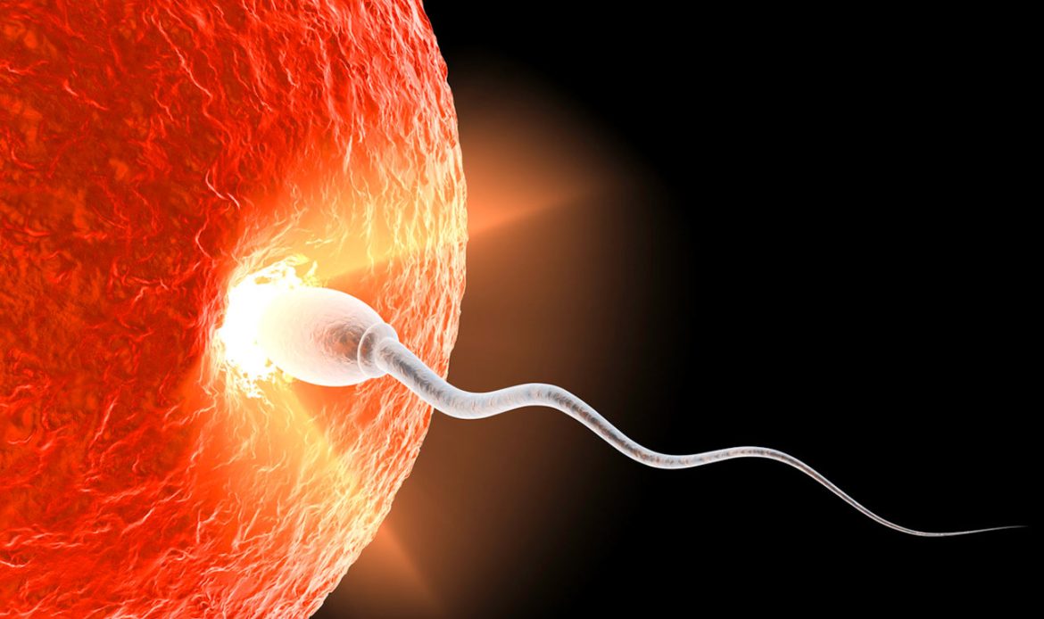 Sperm Kalitesi ve Miktarı