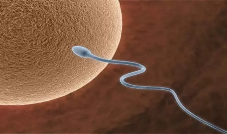 Tüp Bebek Sperm Kullanır Mı