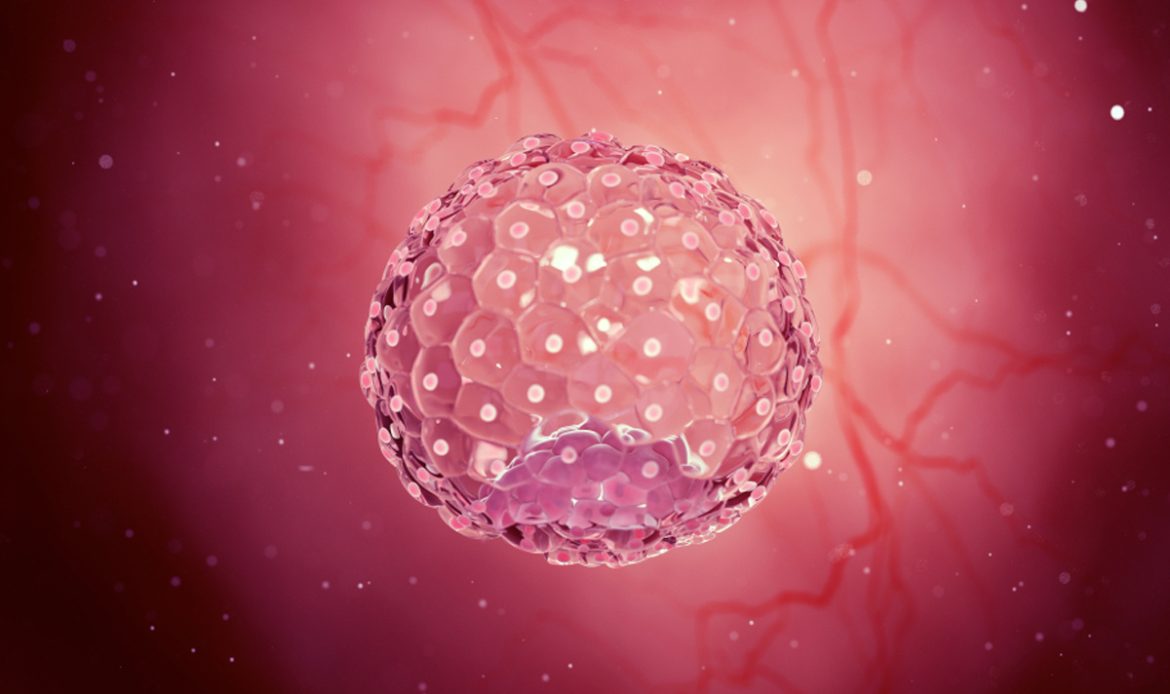 what is blastocyst transfer