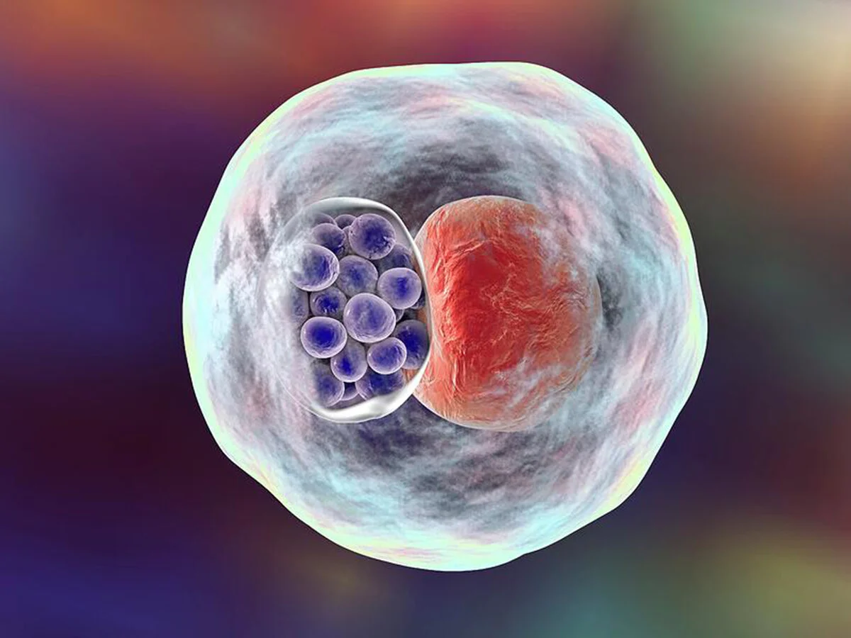 klamidya enfeksiyonu nedir